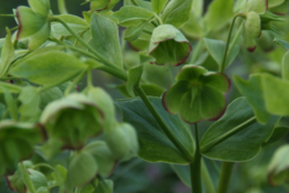 Helleborus foetidusStinkend nieskruid bestellen